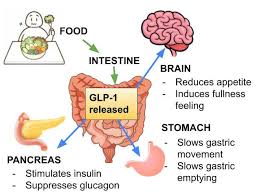 how GLP-1 medications suppress appetite and reduce calorie intake